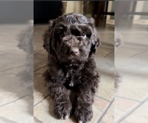 Aussiedoodle Puppy for sale in UNION, WV, USA