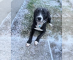 Small #2 Borador