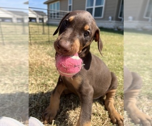 Doberman Pinscher Puppy for sale in TERRELL, TX, USA