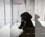 Puppy Carrie Australian Cattle Dog-Golden Labrador Mix