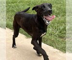 Small Labrador Retriever Mix