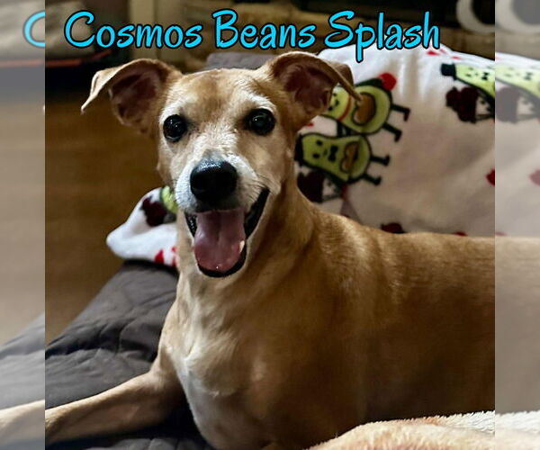 Medium Photo #13 Chiweenie Puppy For Sale in San Antonio, TX, USA