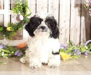 Zuchon Puppy for sale in MOUNT VERNON, OH, USA