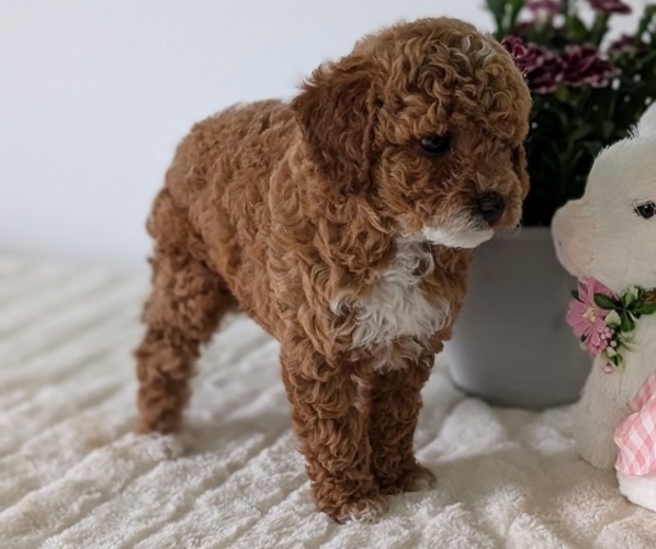 Medium Photo #11 Goldendoodle (Miniature) Puppy For Sale in GOSHEN, IN, USA