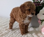Small #10 Goldendoodle (Miniature)