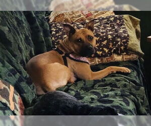 Amber - Female Mutt Dog for Adoption - Photo #4