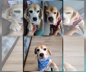 Beagle Dogs for adoption in Clinton , MI, USA