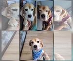 Brenda - Female Beagle Dog for Adoption - Small photo