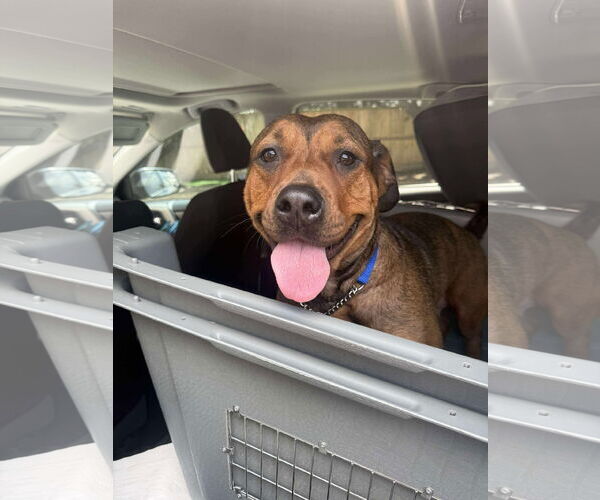 Medium Photo #2 American Staffordshire Terrier-Unknown Mix Puppy For Sale in NEWPORT NH, NH, USA