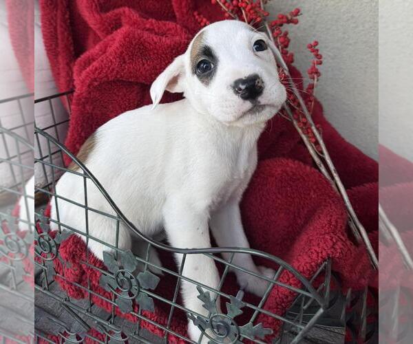 Medium Photo #1 Boxer-Unknown Mix Puppy For Sale in San Diego, CA, USA