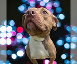 Small #9 American Pit Bull Terrier