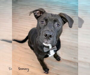 Boxador Dogs for adoption in Hot Springs Village, AR, USA