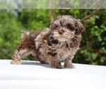 Small #12 ShihPoo
