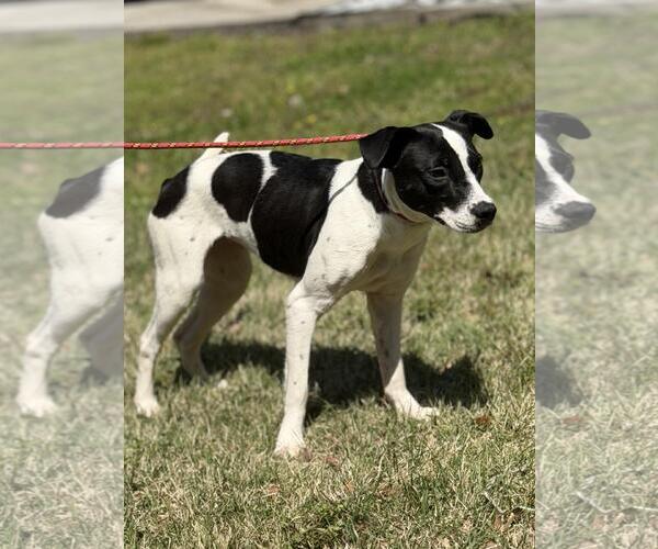 Medium Photo #2 Mutt Puppy For Sale in Yardley, PA, USA