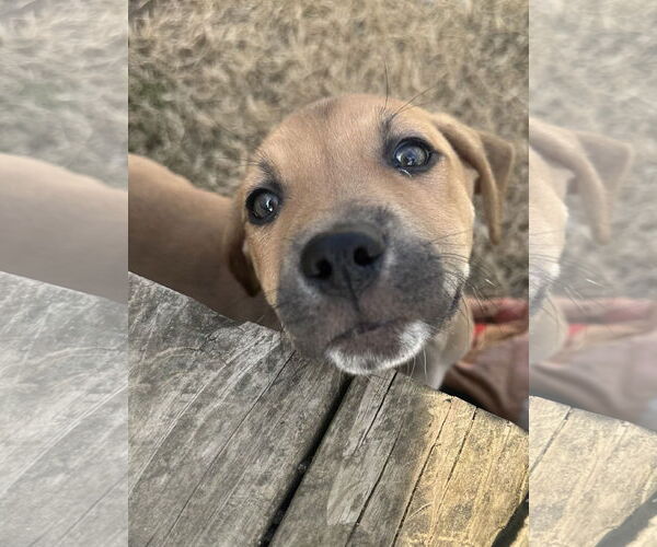 Medium Photo #2 Labrador Retriever-Unknown Mix Puppy For Sale in Germantown, OH, USA