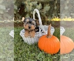 Small #3 Yorkshire Terrier