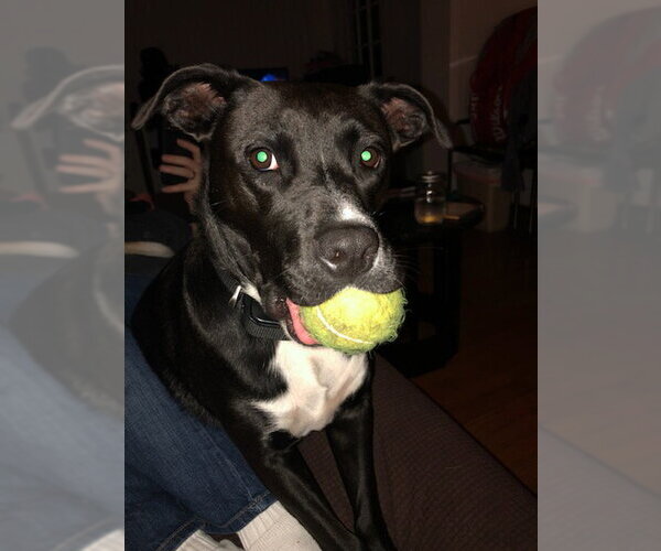 Medium Photo #50 American Staffordshire Terrier-Unknown Mix Puppy For Sale in Rosenberg, TX, USA