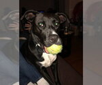 Small #49 American Staffordshire Terrier Mix