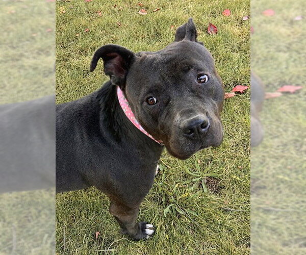 Medium Photo #1 American Staffordshire Terrier-Unknown Mix Puppy For Sale in Sacramento, CA, USA