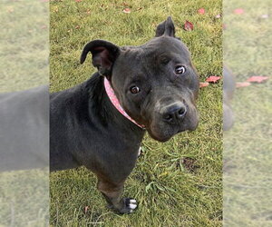 American Staffordshire Terrier-Unknown Mix Dogs for adoption in Sacramento, CA, USA
