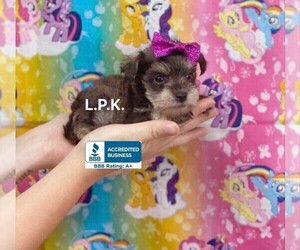 Schnauzer (Miniature) Puppy for sale in WINNSBORO, LA, USA