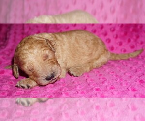 Labradoodle Puppy for sale in LA HABRA, CA, USA