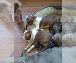 Small Photo #9 Boston Terrier Puppy For Sale in ANNISTON, AL, USA