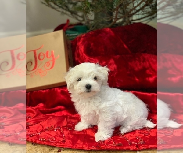 Medium Photo #1 Maltese Puppy For Sale in FORT MYERS, FL, USA