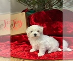 Small Photo #1 Maltese Puppy For Sale in FORT MYERS, FL, USA