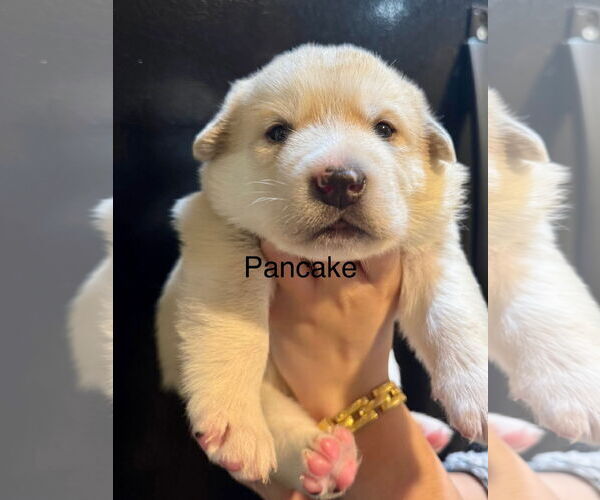 Medium Photo #2 Pyrenees Husky Puppy For Sale in Bellevue, WA, USA