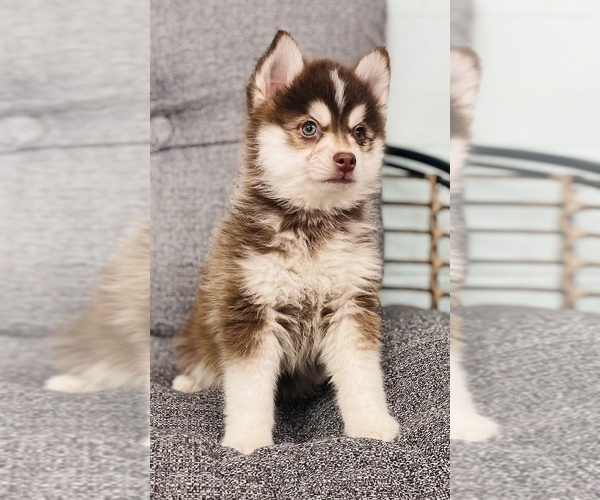 Full screen Photo #9 Pomsky Puppy For Sale in CINCINNATI, OH, USA