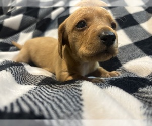 Medium Dachshund
