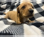 Puppy Puppy 5 Dachshund