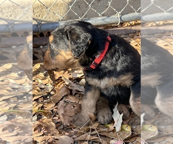Medium Photo #5 Airedale Terrier Puppy For Sale in GILMER, TX, USA