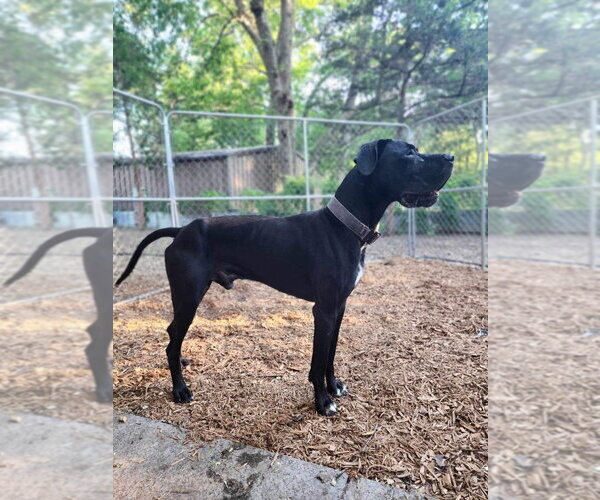 Medium Photo #2 Great Dane Puppy For Sale in Bullard, TX, USA