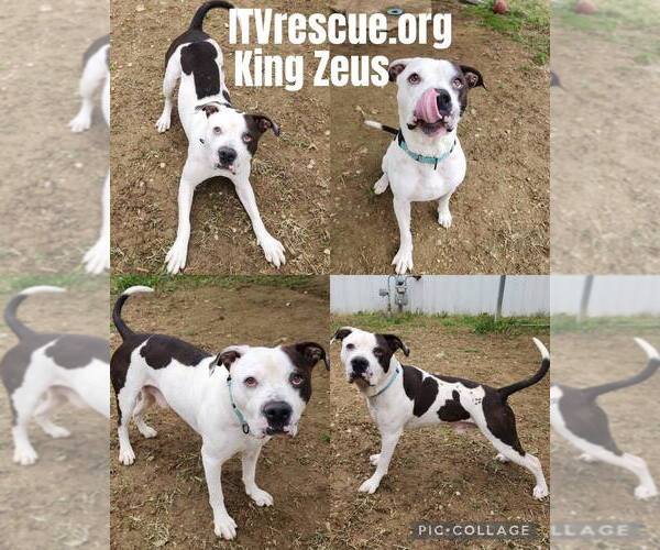 Medium Photo #6 Mutt Puppy For Sale in Evansville, IN, USA