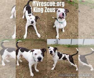 King Zeus - Male Mutt Dog for Adoption - Photo #6