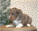 Small Photo #10 Aussiedoodle Miniature  Puppy For Sale in NEWBERRY, IN, USA