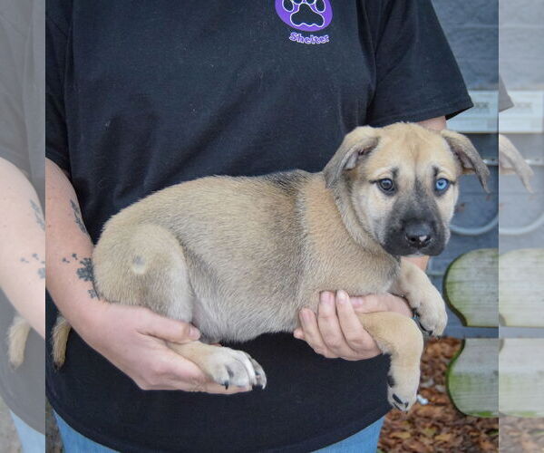 Medium Photo #2 Catahoula Leopard Dog-Labrador Retriever Mix Puppy For Sale in Huntley, IL, USA