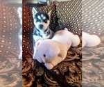 Small Photo #6 Siberian Husky Puppy For Sale in WILDOMAR, CA, USA