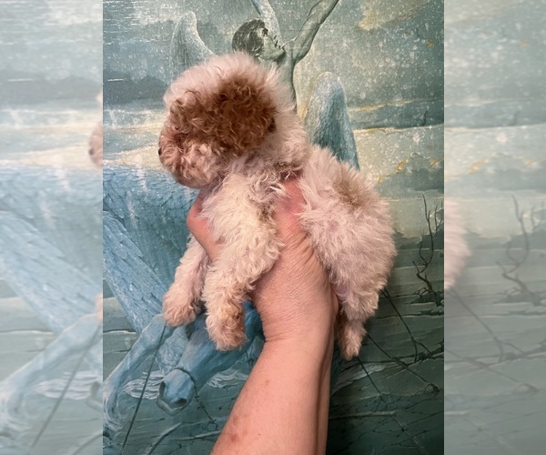 Medium Photo #1 Maltipoo (Toy) Puppy For Sale in VENETA, OR, USA