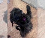 Small #3 Mutt
