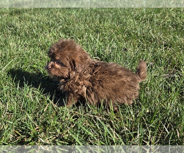 Medium Photo #11 ShihPoo Puppy For Sale in CARLYLE, IL, USA