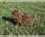 Small #10 ShihPoo