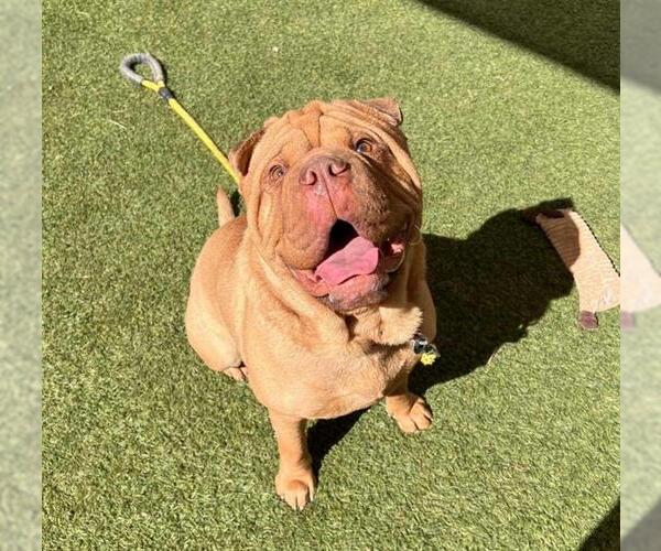 Medium Photo #2 Bull-Pei Puppy For Sale in Las Vegas, NV, USA