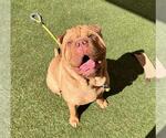 Small #1 Bull-Pei