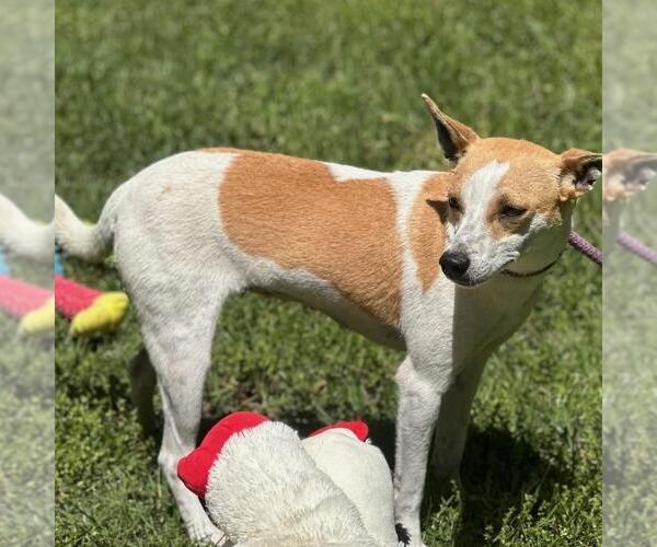 Medium Photo #3 Rat-Cha Puppy For Sale in Yardley, PA, USA
