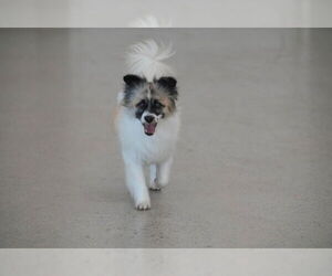 Pomeranian-pomeranian spitz Mix Dogs for adoption in Agoura Hills, CA, USA