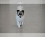 Small Pomeranian-pomeranian spitz Mix