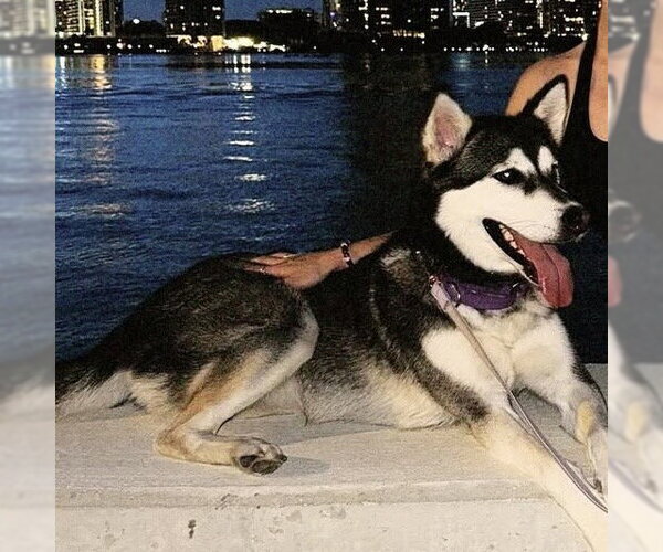 Medium Photo #1 Siberian Husky Puppy For Sale in Miami, FL, USA